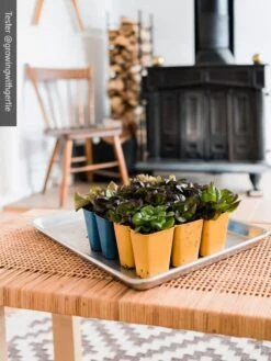 Gardener's Best® XL 6-Cell Planting Tray, Set Of 4 -Outdoor Zone 8613031 01IN cdt