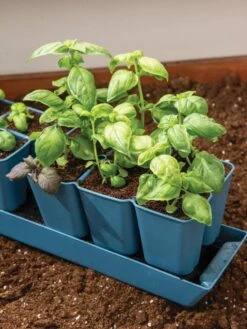 Gardener's Best® XL 6-Cell Planting Tray, Set Of 4 -Outdoor Zone 8613031 6302