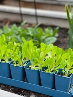 Gardener's Best® XL Seed Starting Kit -Outdoor Zone 8613066 01TEST