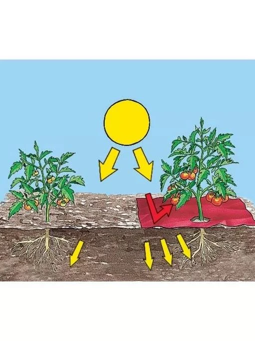 Red Tomato Mulch 2 Red Tomato Mulch - Image 2