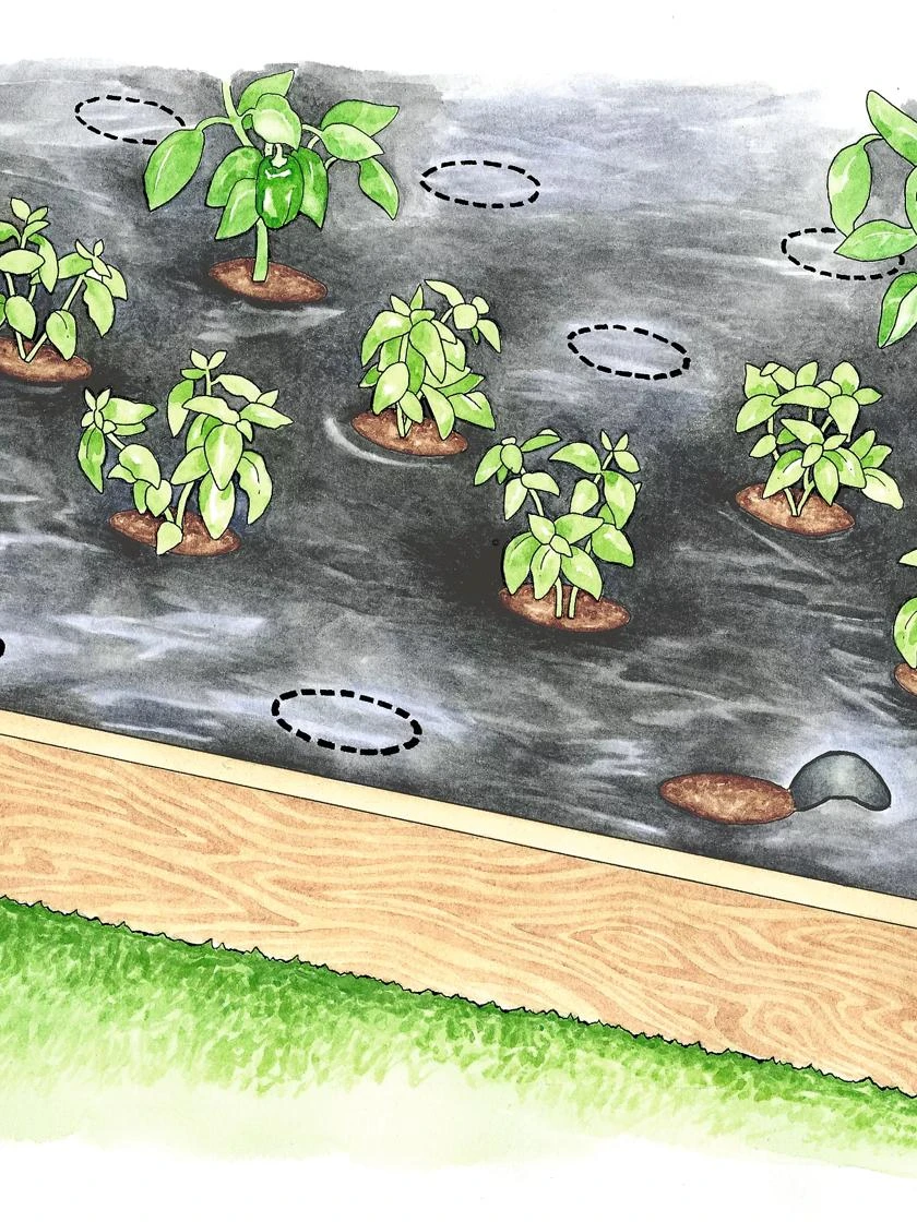 Easy-Plant Weed Block Mulch 1 Easy-Plant Weed Block Mulch