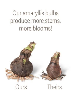 Outdoor Zone -Outdoor Zone bulbs ourstheirs 27516