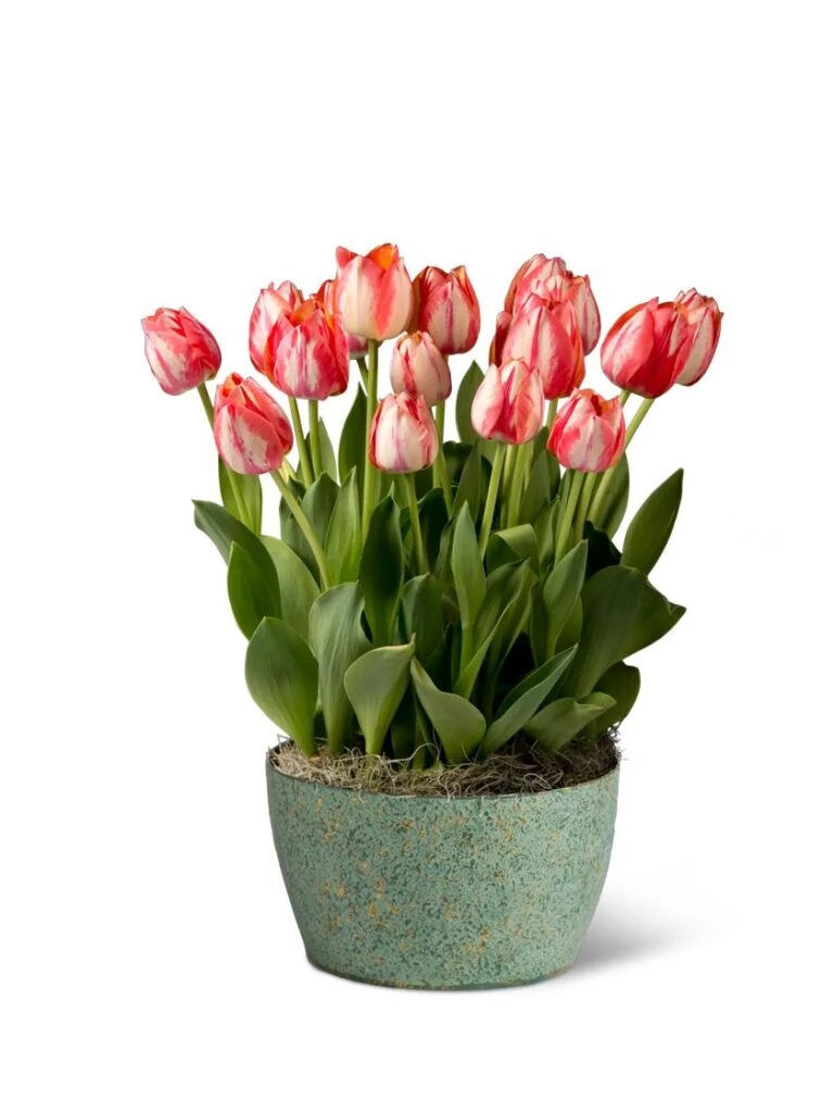 Outdoor Zone -Outdoor Zone 8598179 MothersDay 2022 tif 768x1024 1